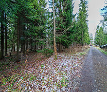 Рождественский лес