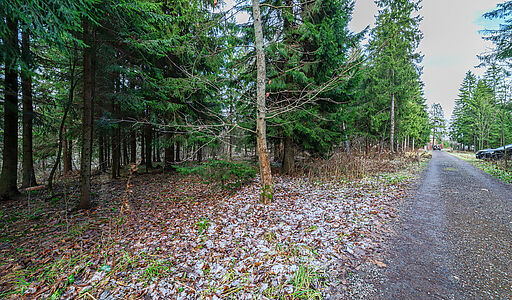 Рождественский лес