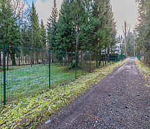 Рождественский лес