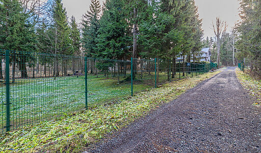 Рождественский лес