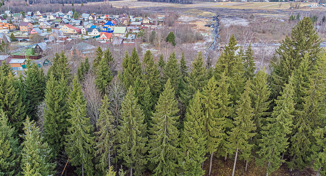 Рождественский лес