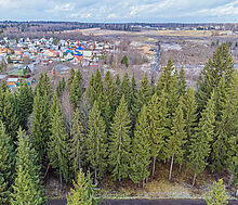 Рождественский лес