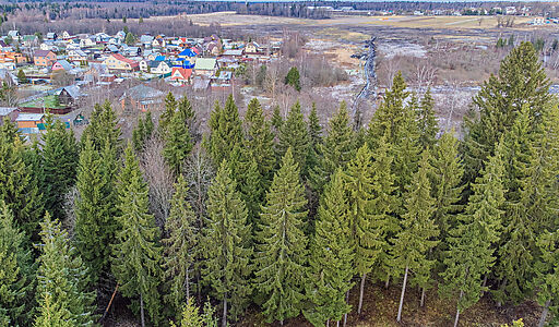 Рождественский лес