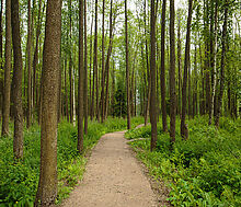 Продается дом в КП Пестово