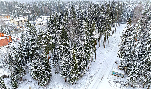 Первый лесной
