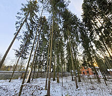 Новый дом в лесу в Сходне