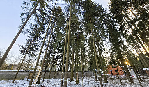 Новый дом в лесу в Сходне