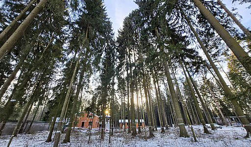 Новый дом в лесу в Сходне