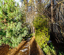 Сказочный дом в лесу Загорянский