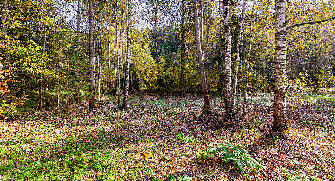 Лесные Поляны-1