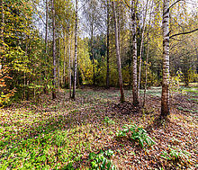 Лесные Поляны-1