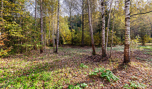 Лесные Поляны-1
