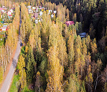 Лесные Поляны-1