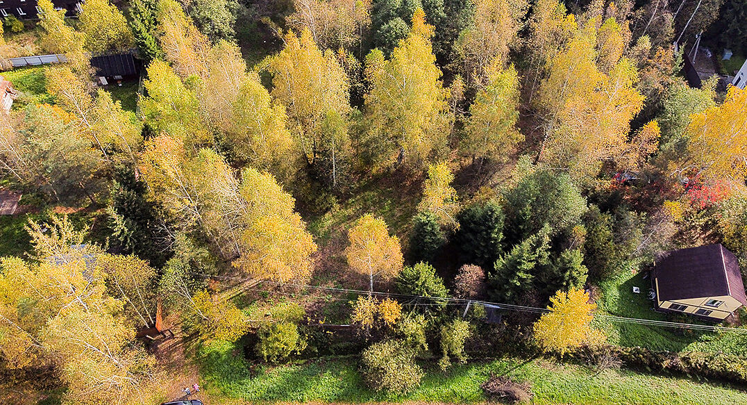 Лесные Поляны-1