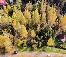 Лесные Поляны-1