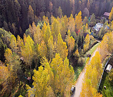 Лесные Поляны-1