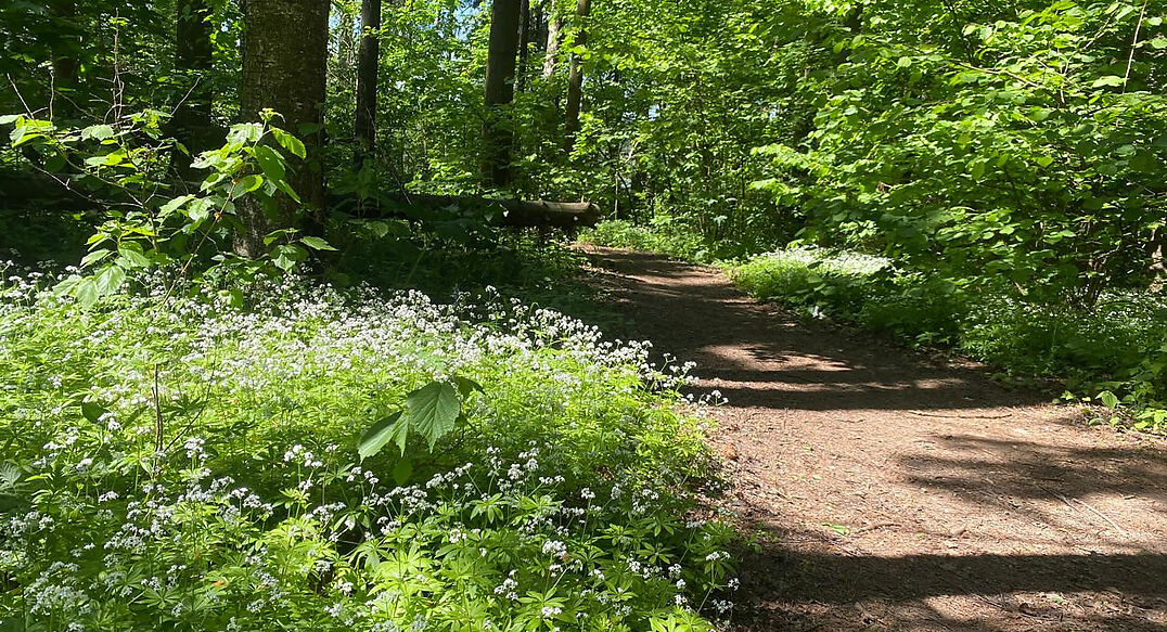 Санатория Тишково