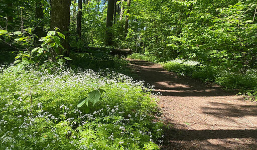 Санатория Тишково