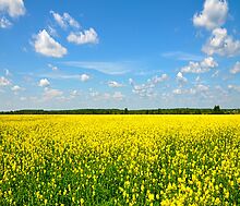 Участок в поселке Нефтино-клаб