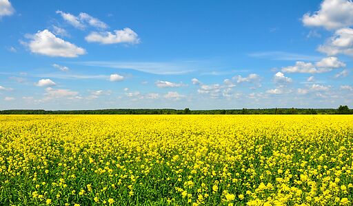 Участок в поселке Нефтино-клаб