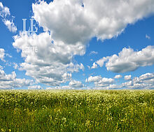 Участок на первой линии в Нефтино