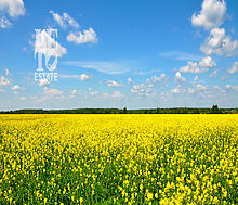 Участок на первой линии в Нефтино