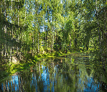 Форест Вилль