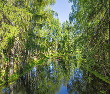 Форест Вилль