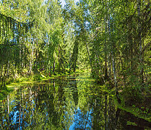 Форест Вилль