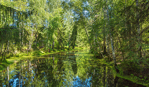 Форест Вилль