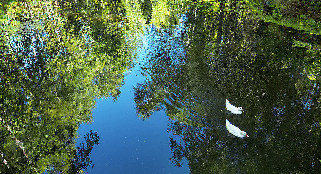 Форест Вилль