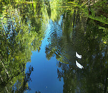 Форест Вилль