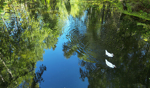 Форест Вилль