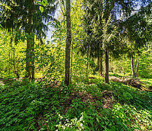 Усадьба в лесу в Таганьково