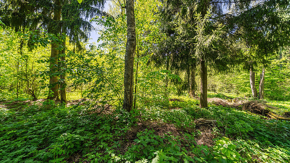 Усадьба в лесу в Таганьково