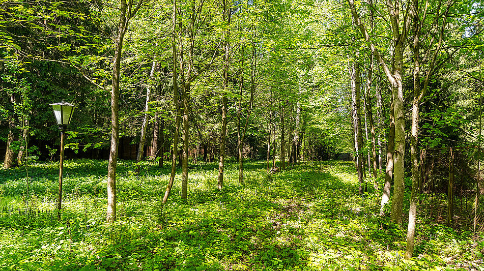 Усадьба в лесу в Таганьково