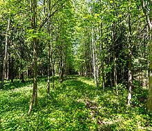 Усадьба в лесу в Таганьково