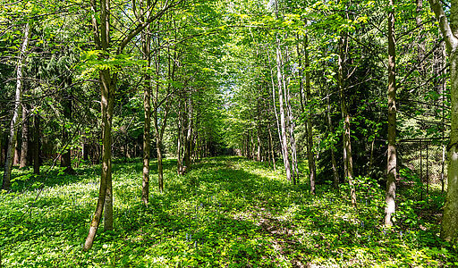 Усадьба в лесу в Таганьково