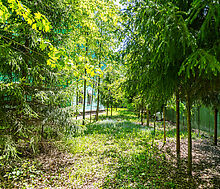 Лесной участок в Таганьково