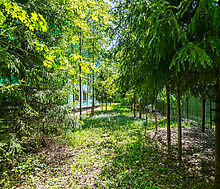 Лесной участок в Таганьково