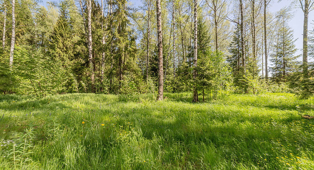 Лесная Поляна