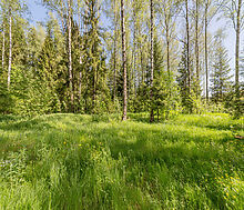 Лесная Поляна