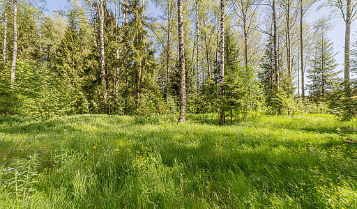 Лесная Поляна