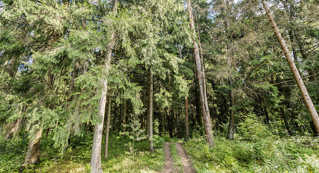 Лесные Зори