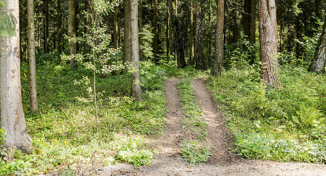 Лесные Зори