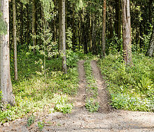 Лесные Зори