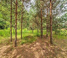 Большой участок в КП Горки-8