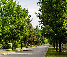 Дом в КП Бенилюкс