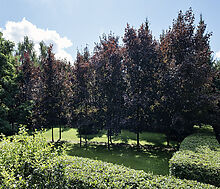 Дом у леса в КП 