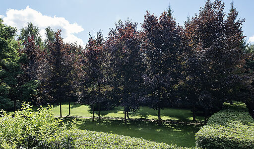 Дом у леса в КП 